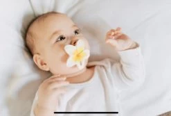 Hawaii The Flower, Chewy Teether -Baby Product Shop hawaii the flower chewy teether oli carol lil tulips 30324046168182